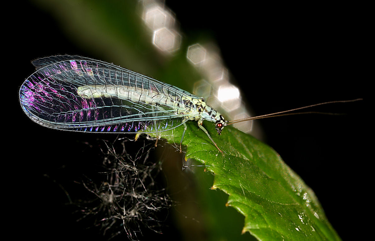 Chrysopa perla